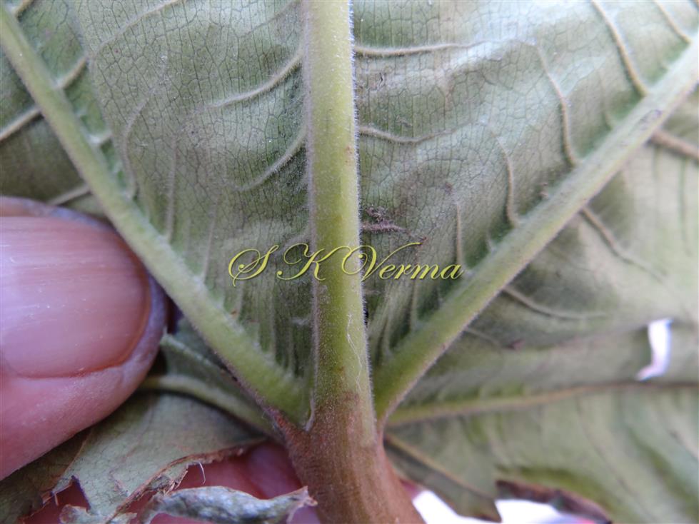  Part of Leaf (Abaxial View)